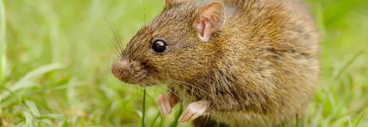 Braune Ratte im Gras